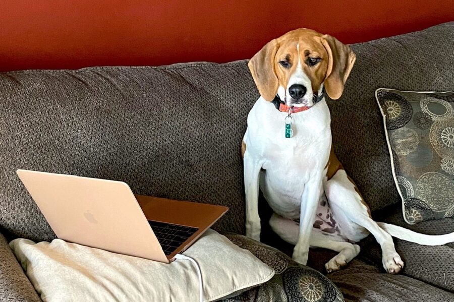 cane guarda computer