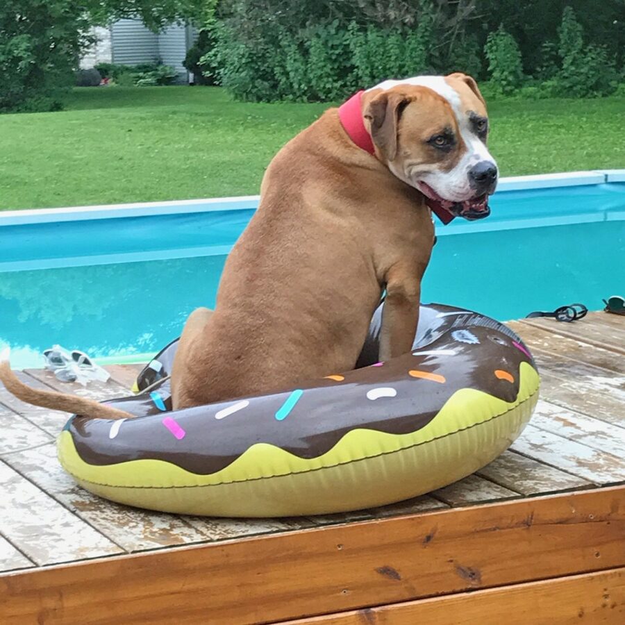 cane piscina giardino