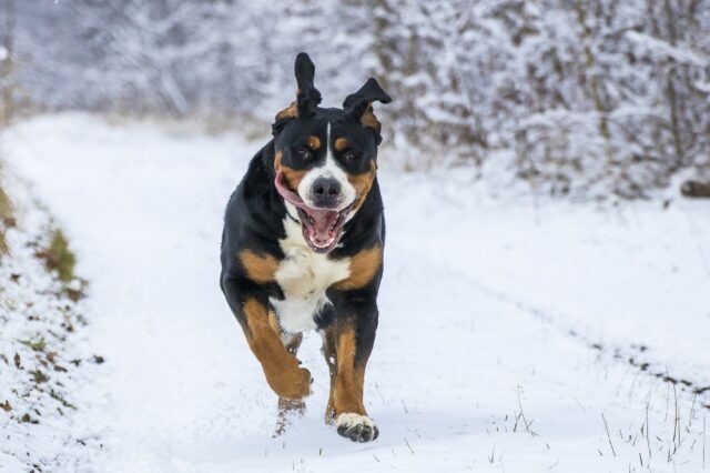 8 foto di cani non consapevoli di essere “giganti” per determinate cose