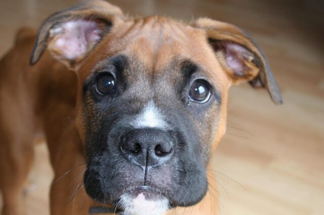 8 divertenti foto di cani non proprio felicissimi di fare il bagnetto