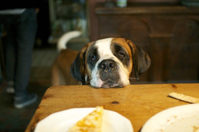 8 foto di cani pronti a fare il “colpo grosso” con il tuo barbecue