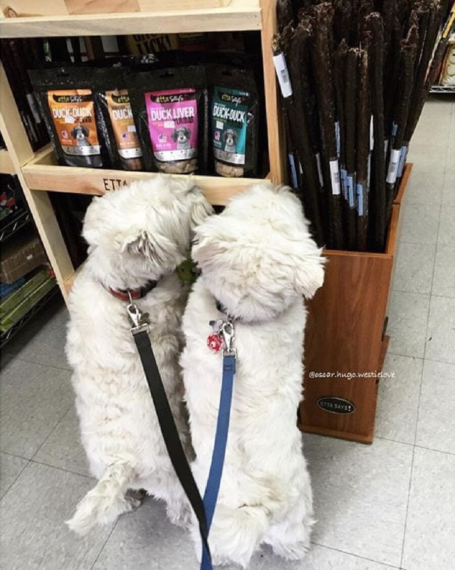 supermercato negozio cani