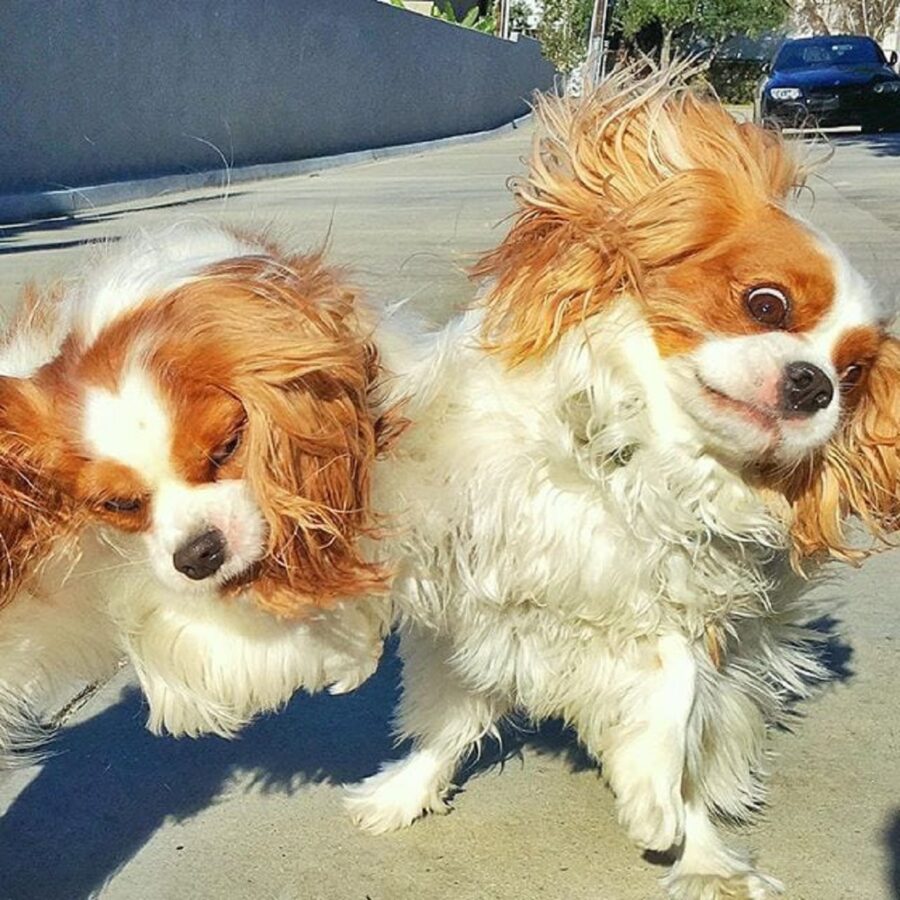 cani bisticcio buffo