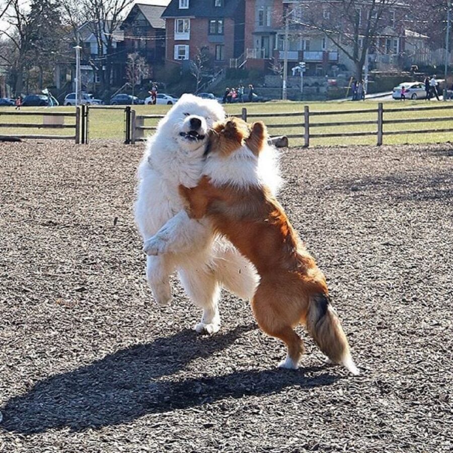 cuccioli recinto abbraccio