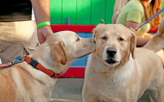 8 foto di cani uniti da una fratellanza davvero speciale