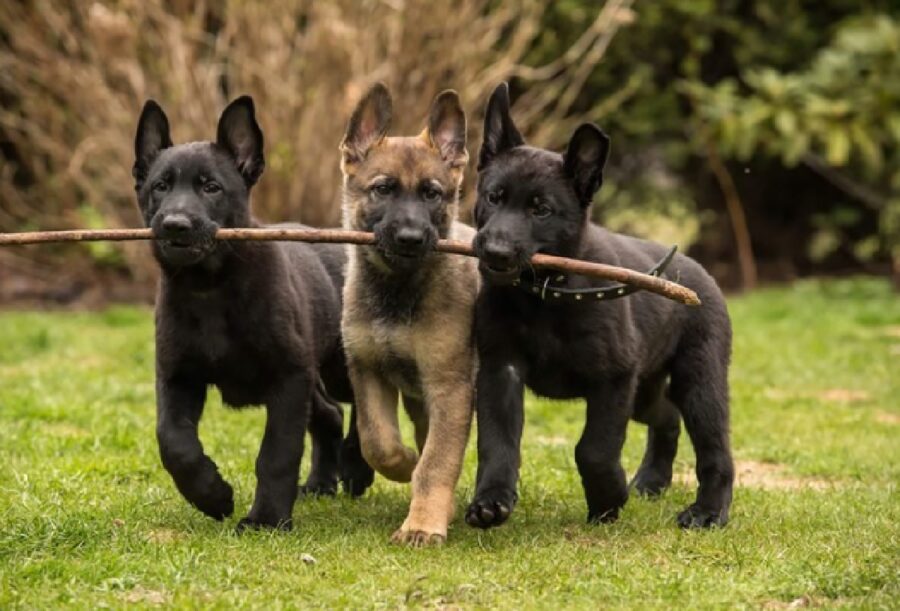 cuccioli giocano con bastone