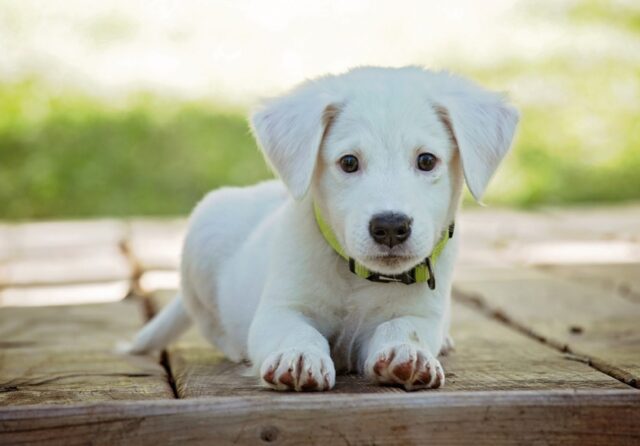 8 foto di cuccioli che non sanno di essere le creature più tenere al mondo