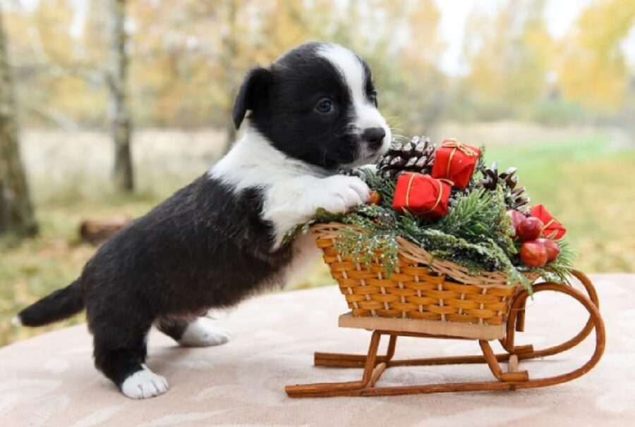 cuccioli dietro slitta fiori