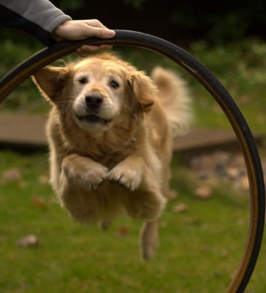 cucciolo salto cerchio