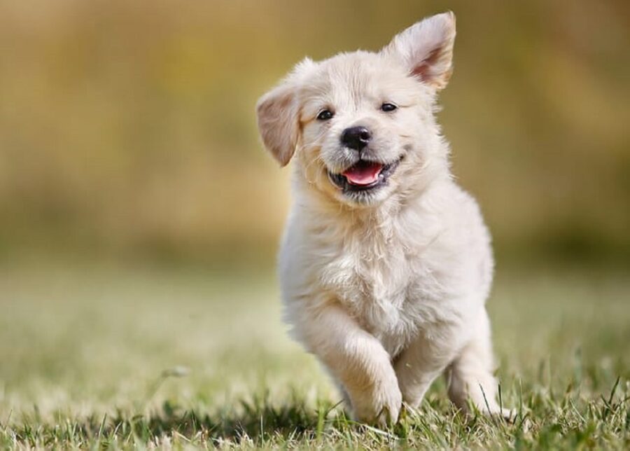 cane corre erba