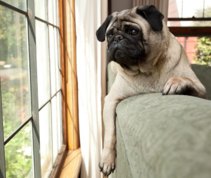 cane carlino sguardo oltre finestra