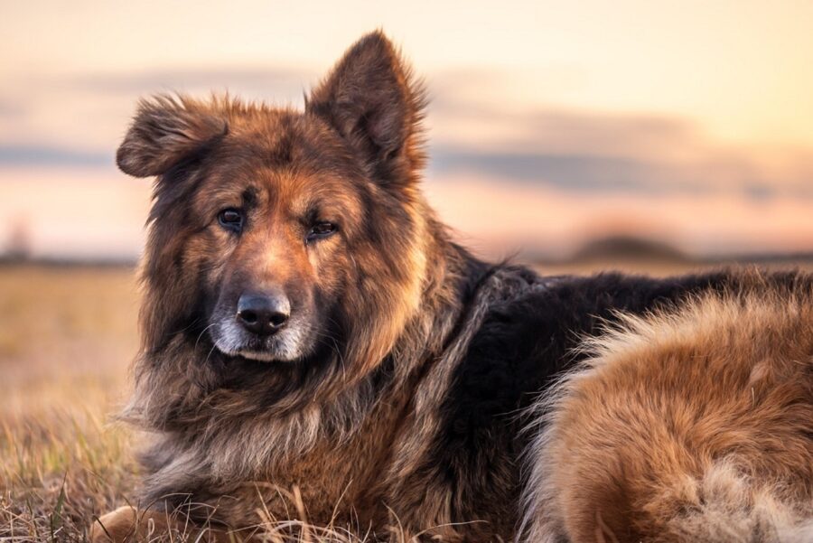 cucciolo peloso tenero