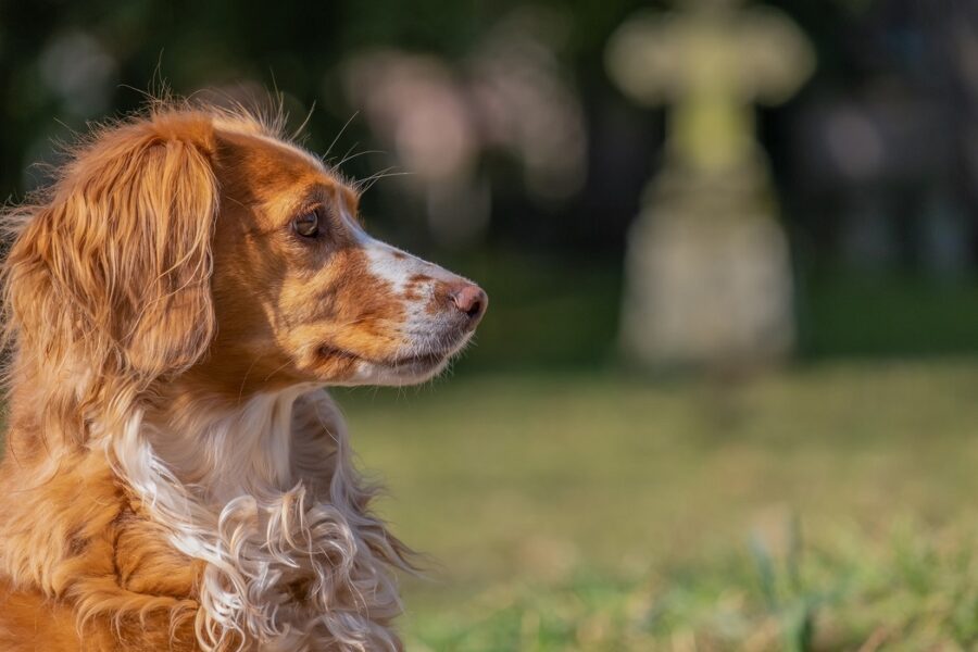 cane erba prato