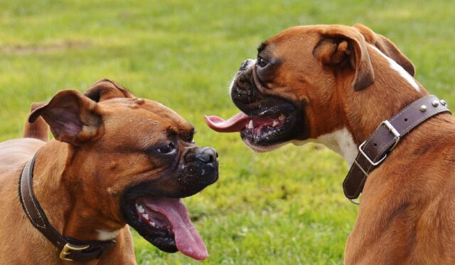 8 parassiti più pericolosi per il cane a cui devi fare attenzione