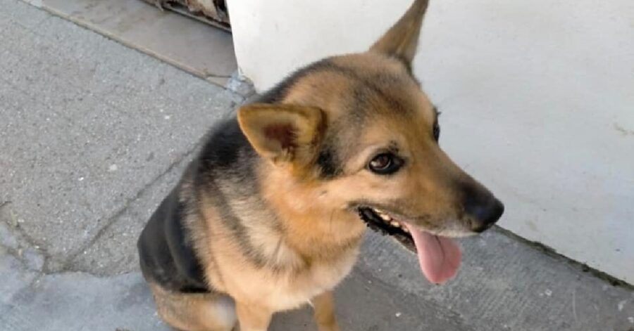 cane dentro un box al buio