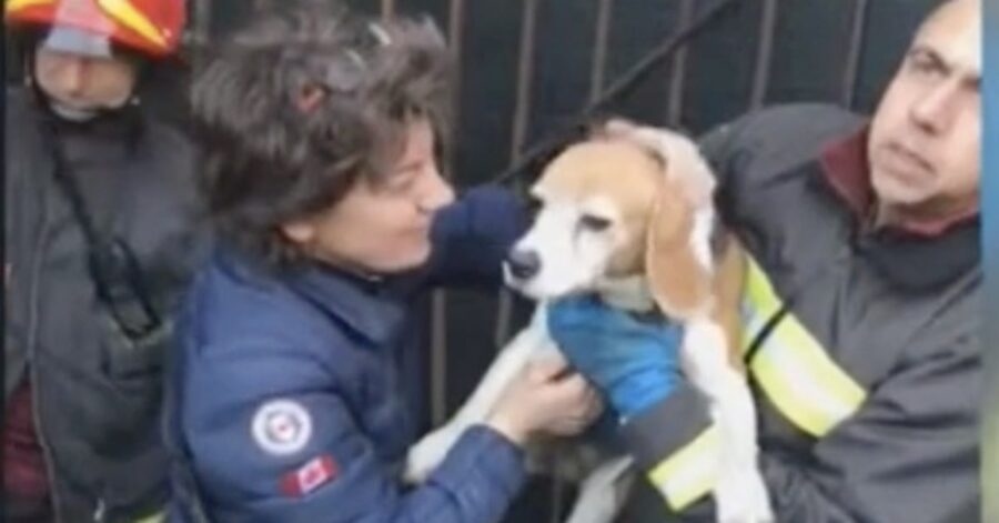 cane salvato dai vigili del fuoco ad Agliè