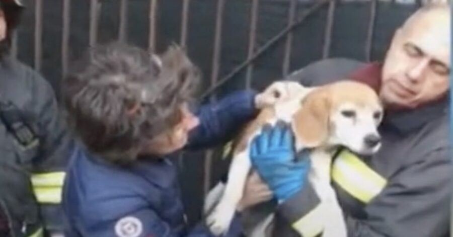 Beagle salvato dopo esser caduto in una fogna