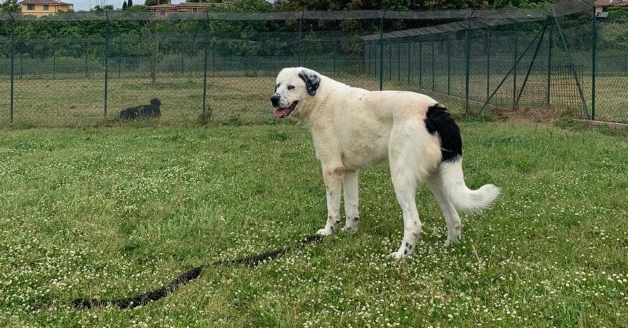 Cagnolino chiuso in canile