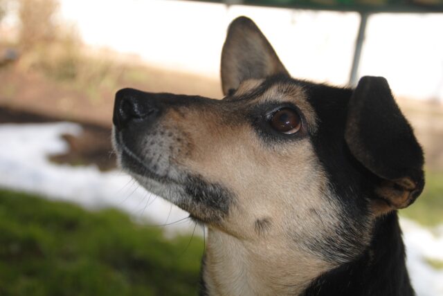 Cile: Bobby, il cane con la testa incastrata in una ruota salvato dai pompieri (VIDEO)