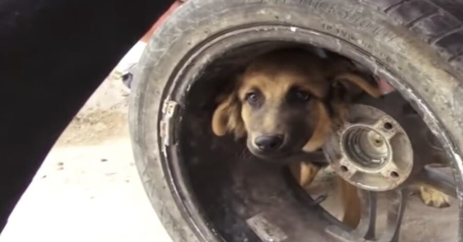 cane incastrato in una ruota