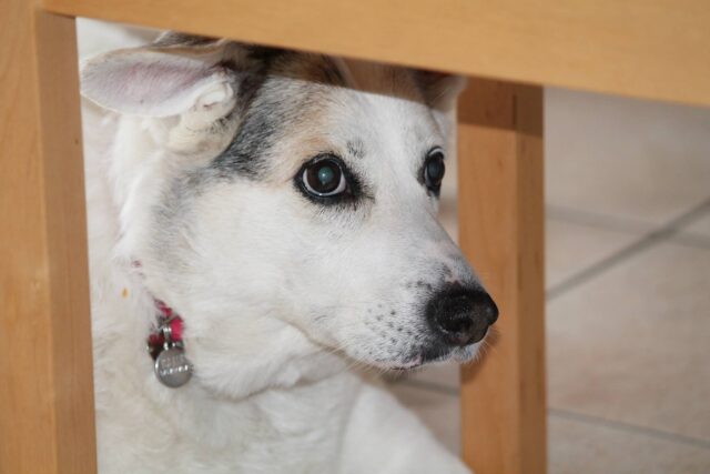 Boomer, un timido randagio, entra per la prima volta nella sua nuova casa (VIDEO)