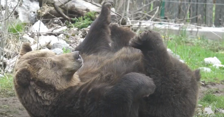 Orso sdraiato sulla schiena