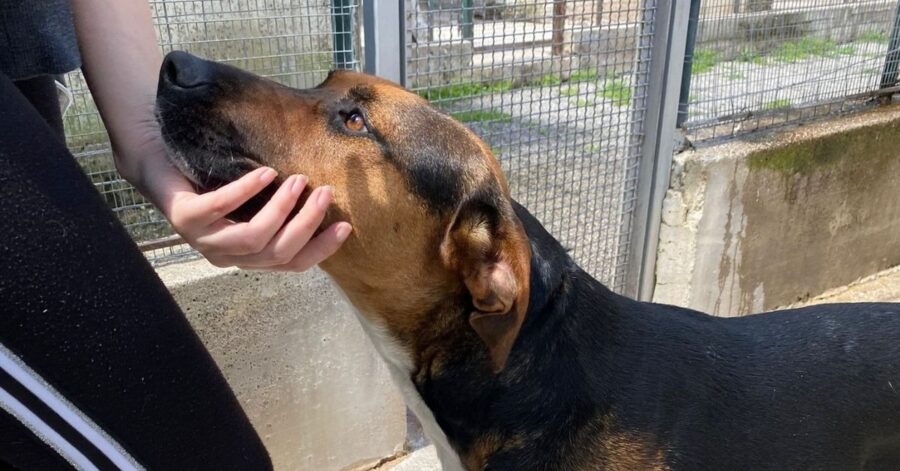 cagnolina che viene accarezzata