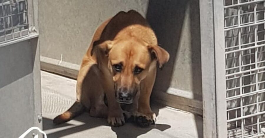 cane dentro un box