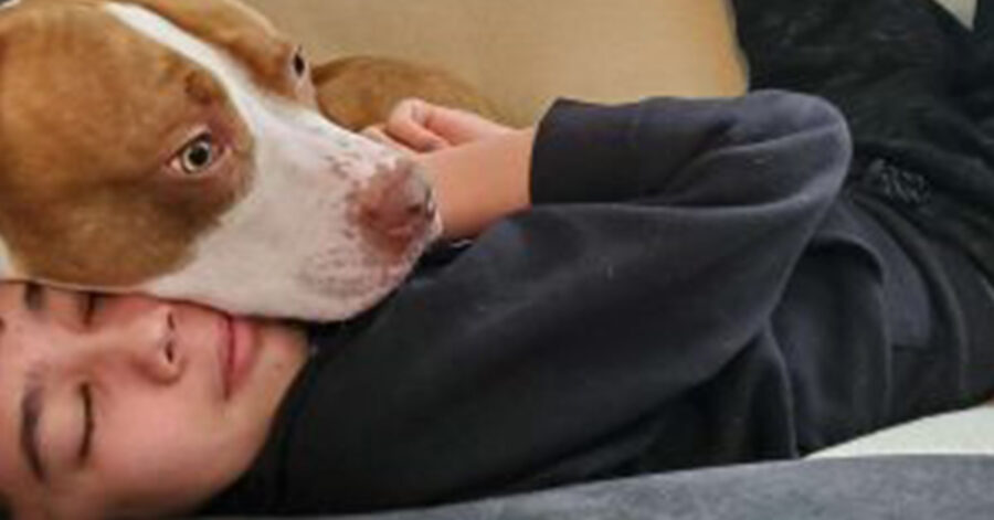 Pitbull dorme con un bambino