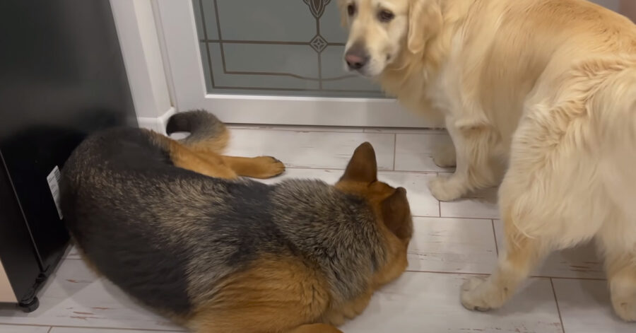 Pastore Tedesco e Golden Retriever che giocano