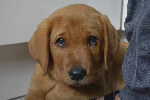 Cosa fa un Labrador quando resta da solo a casa? Il video è da ridere