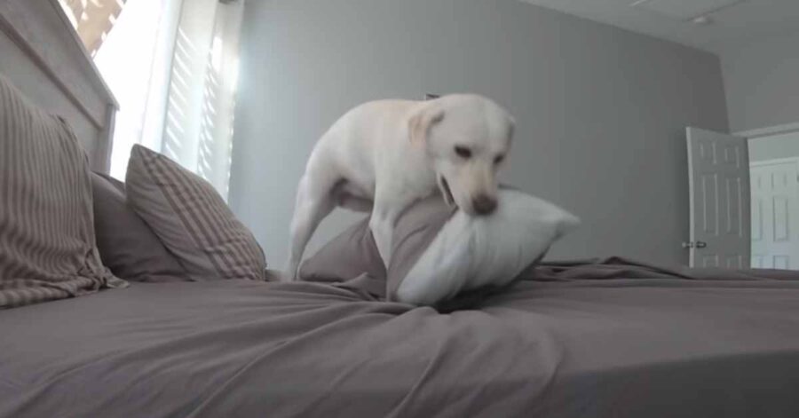 Labrador che gioca con un cuscino