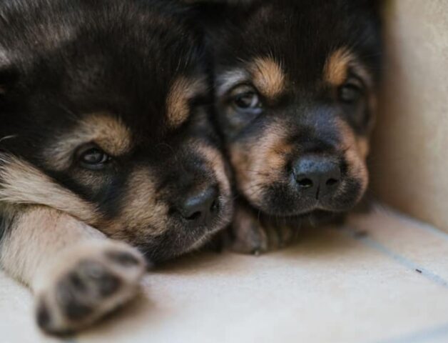 Cuccioli in adozione: 5 palle di pelo morbidissime cercano famiglia