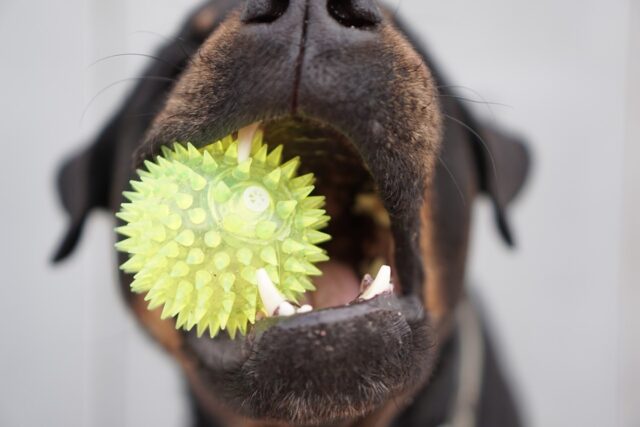 Curiosità dentali: 8 cose che dovete sapere sui denti dei vostri cagnolini