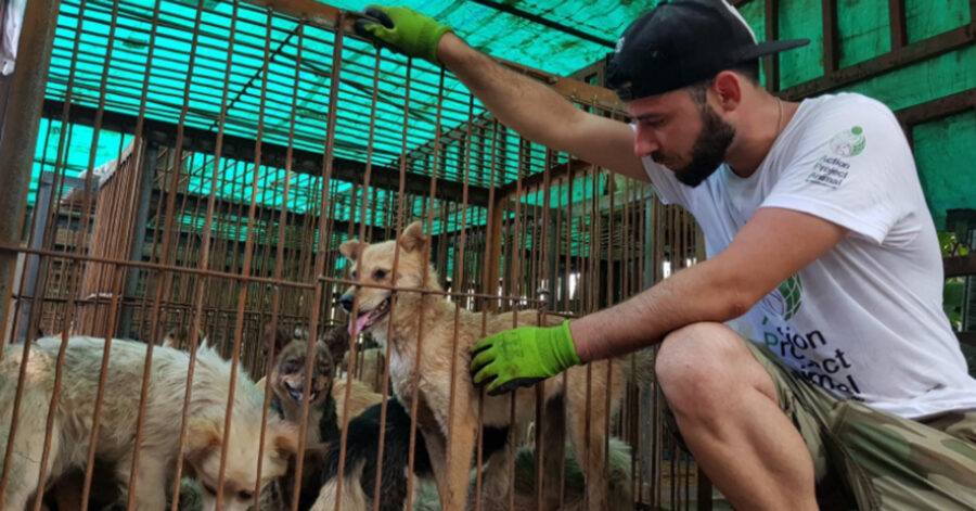 Cani salvati da volontario