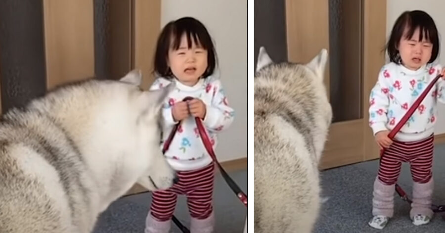 Cane insieme ad una piccola bambina