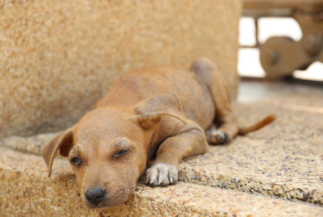 Doby, il cane malnutrito e abbandonato che finalmente è tornato a vivere