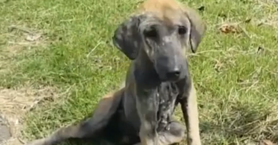 Cane malnutrito e abbandonato