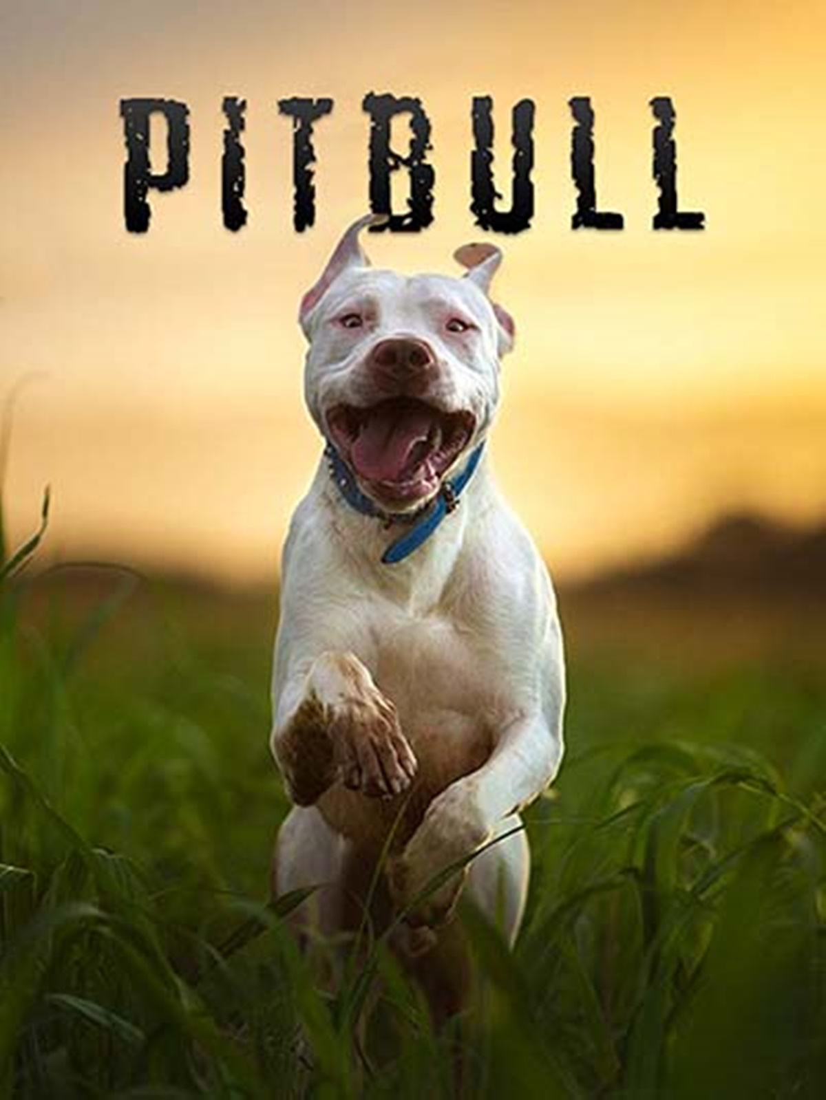 pitbull