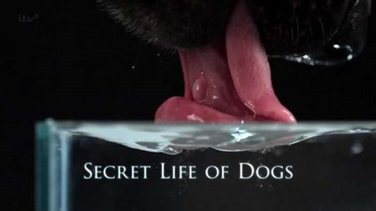 secret life of dogs