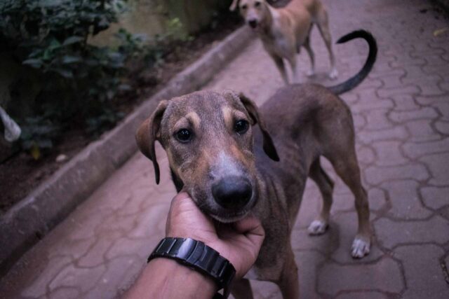 Firenze, l’ex mattatoio diventa una struttura di accoglienza per animali abbandonati