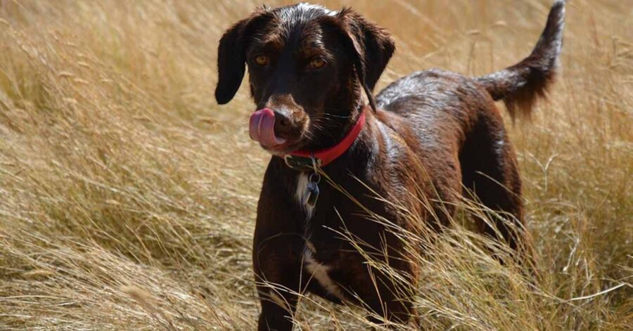 Cane in mezzo a un campo