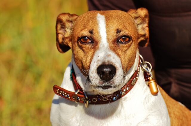 La storia di George, il cane eroe che salvò la vita a cinque bambini (VIDEO)