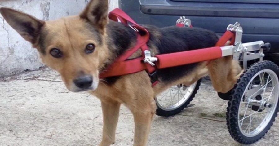 cane disabile con carrellino