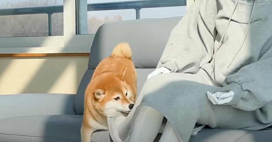 Shiba Inu con un manichino