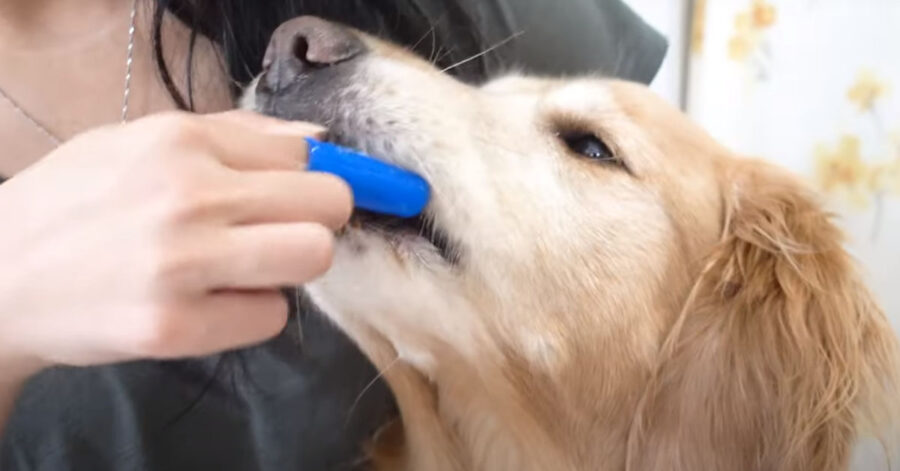 Cane si lava i denti