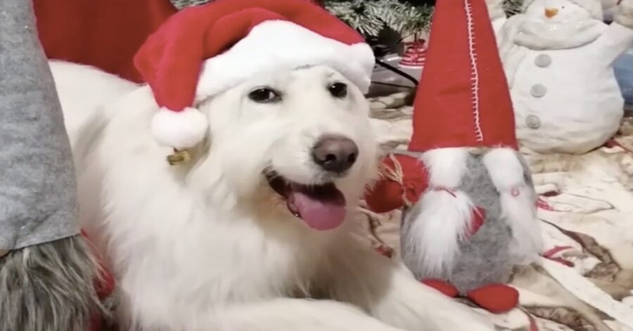 cane bianco a Natale