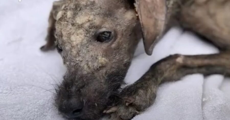 cagnolino in pessime condizioni