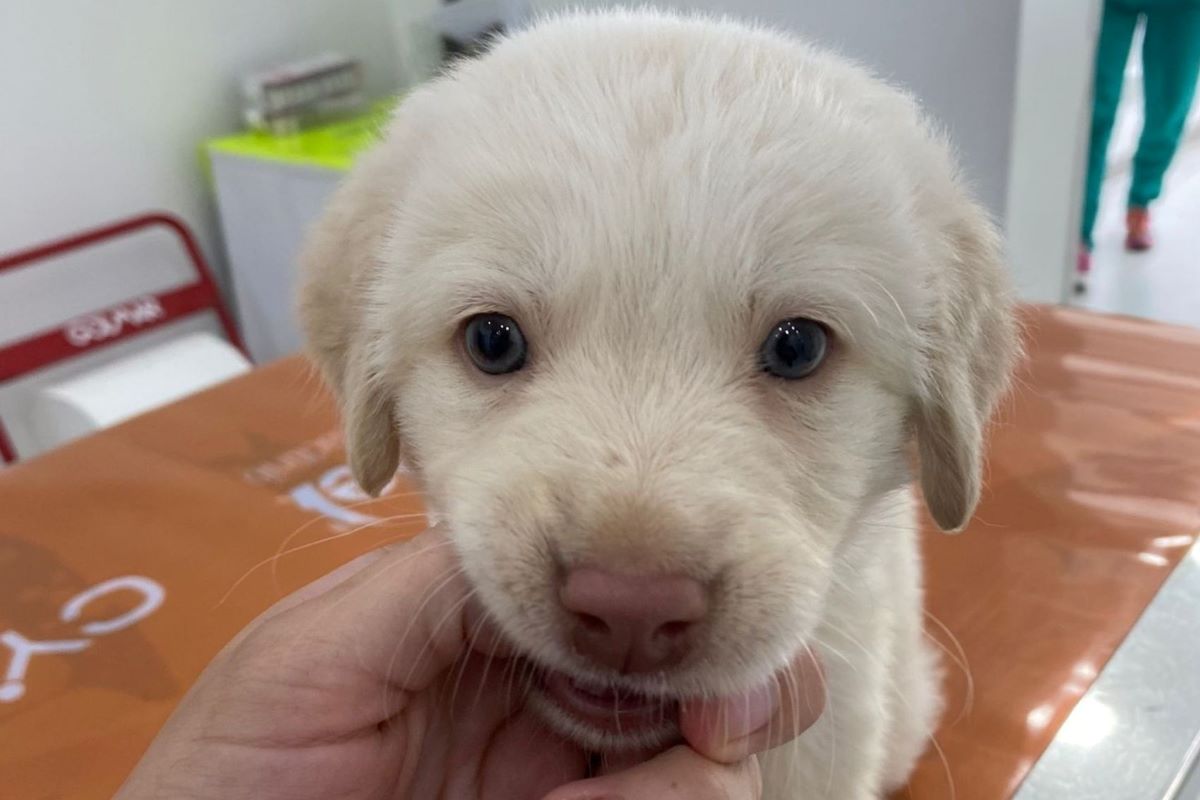 Hola cagnolino vittima di incidente 