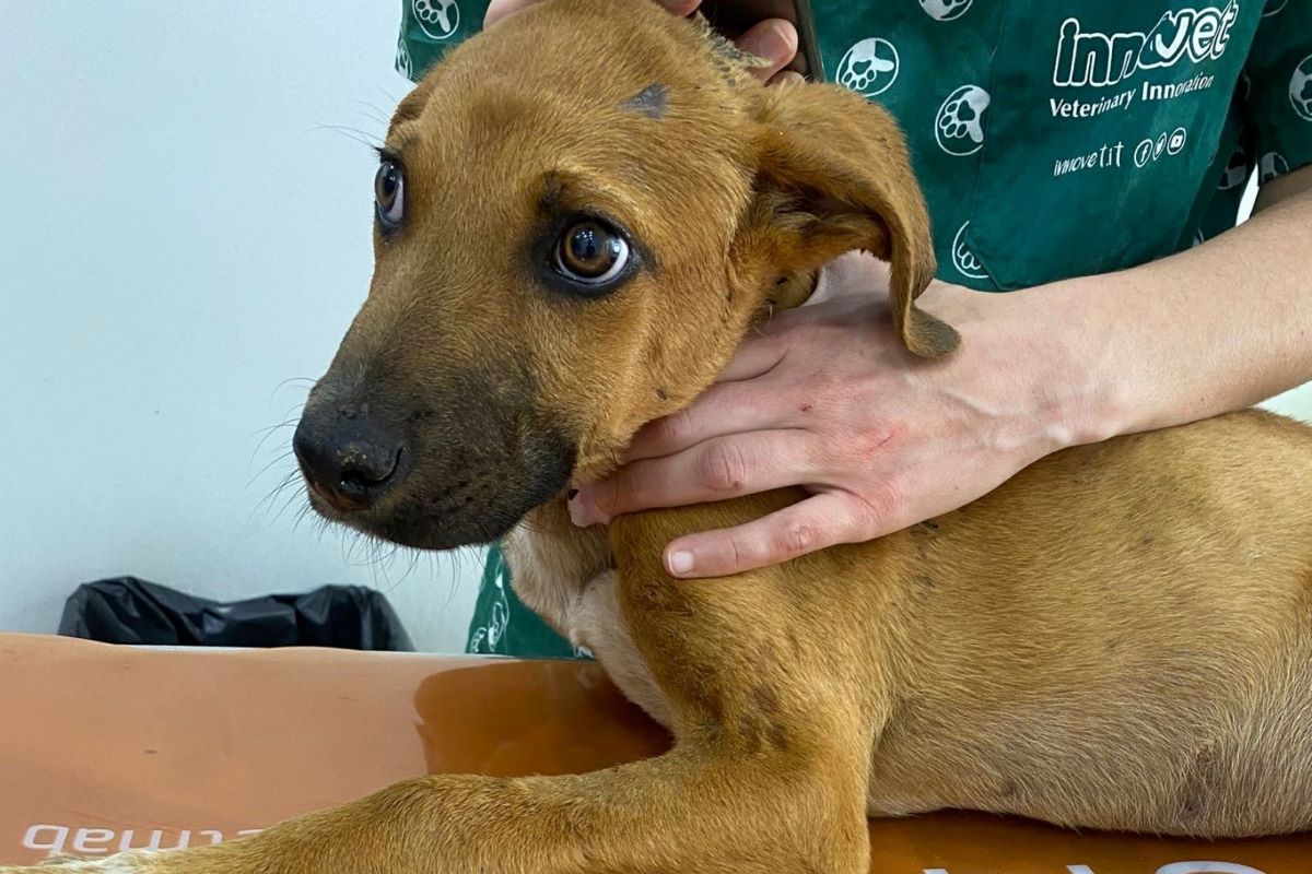 cagnolino vittima di incidente